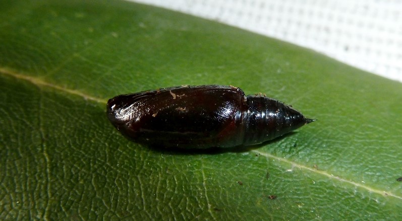 Ciclo vitale: Peribatodes rhomboidaria (Geometridae)